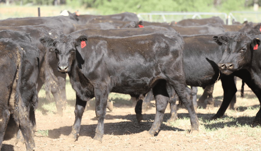 Numbers hit two-year high in 24,993 head AuctionsPlus offering