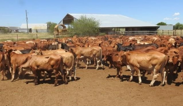 Most heifer lines ease in 21,000 head AuctionsPlus offering