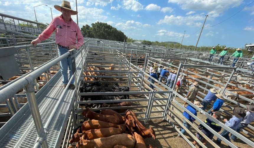MLA’s 2022 cattle market year in review