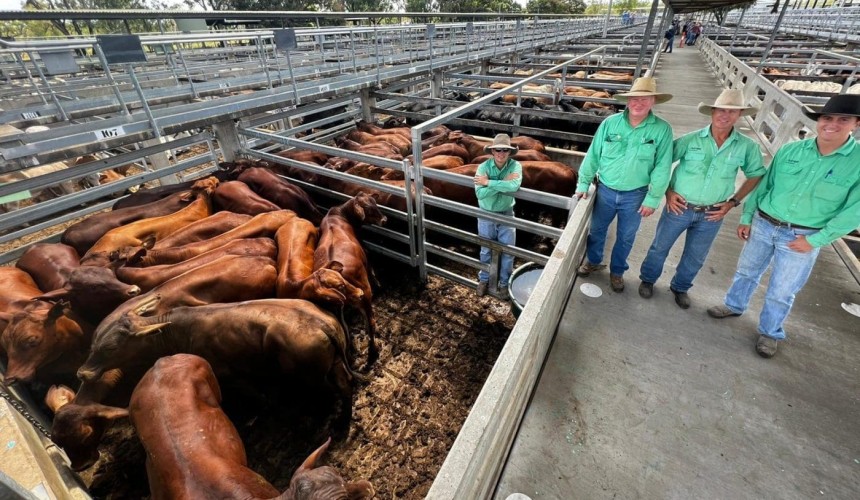 Gracemere light feeder steers hit 690c/kg 