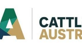 Cattle Australia calls for nominations for two Board positions