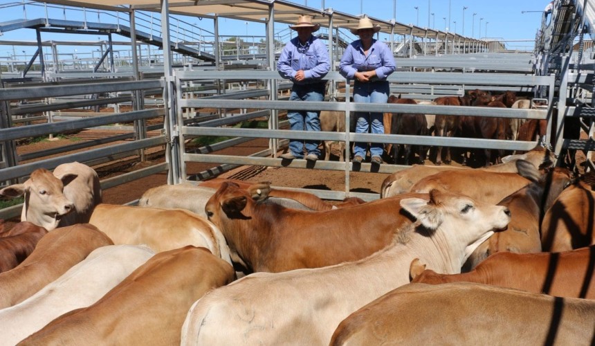 Roma sale 1 March 2022:  Numbers halve to 2076