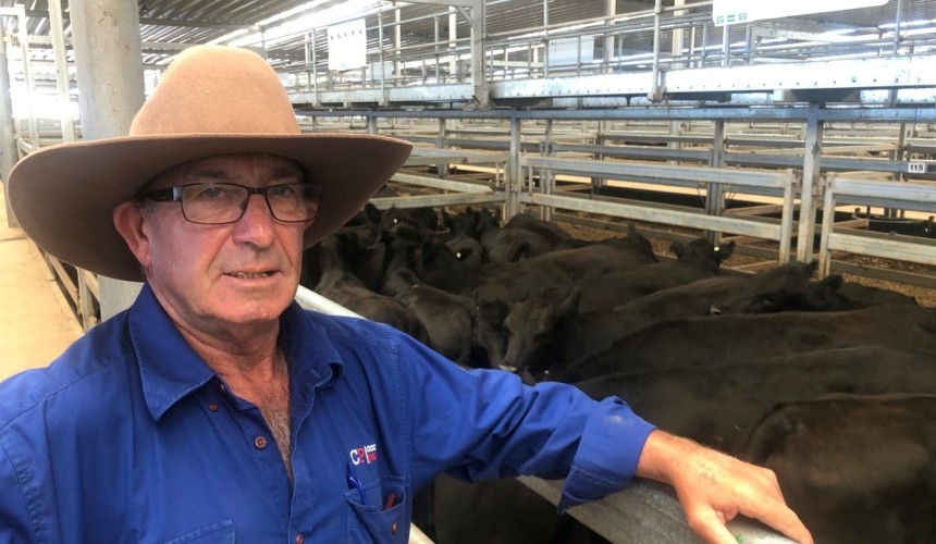 Wodonga cattle prices dip on the eve of the Mountain Sales