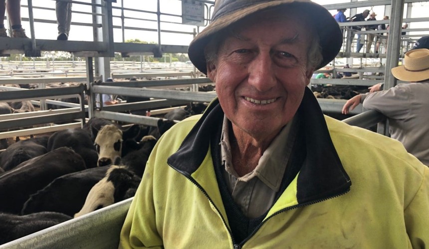 $100/head rise for Ballarat heavy steers and heifers