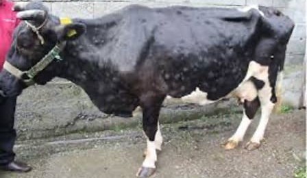 Australia ‘ready to assist’ in containing lumpy skin disease outbreak in Indonesia