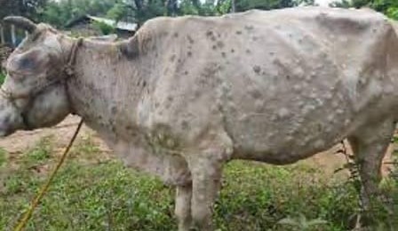 Lumpy Skin Disease confirmed in Sumatra, raising alert for Australia