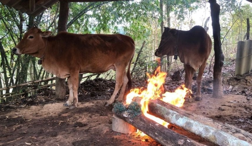 Laporan Pasar: Industri Daging Sapi Asia Tenggara – Edisi ke-99 Februari 2022