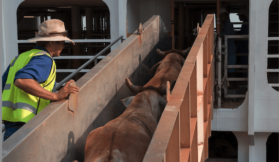 Northern cattle trade fears added costs amid signs observers may return
