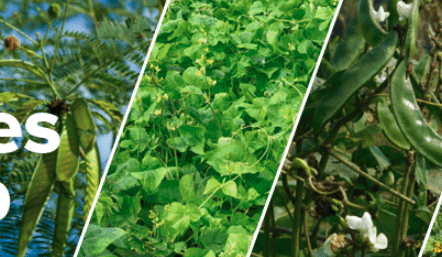MLA launches Legumes Hub