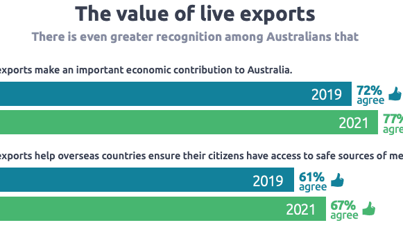 Community sentiment toward live exports lifts: Survey