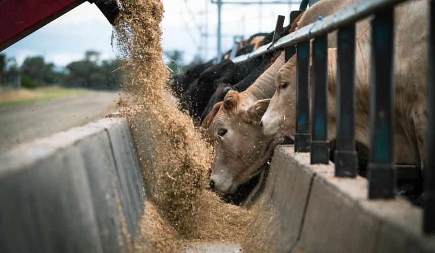 UNE researcher draws attention to livestock’s often overlooked ‘upcycling’ role
