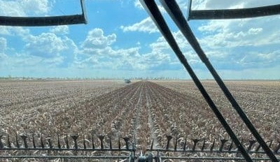 Feedgrain Focus: More gains amid tight road freight