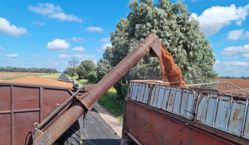 Feedgrain Focus: Prices surge on export shorts, transport