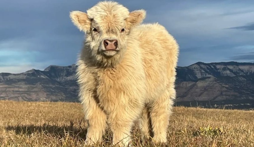 Cows used to give April fools’ bum steer