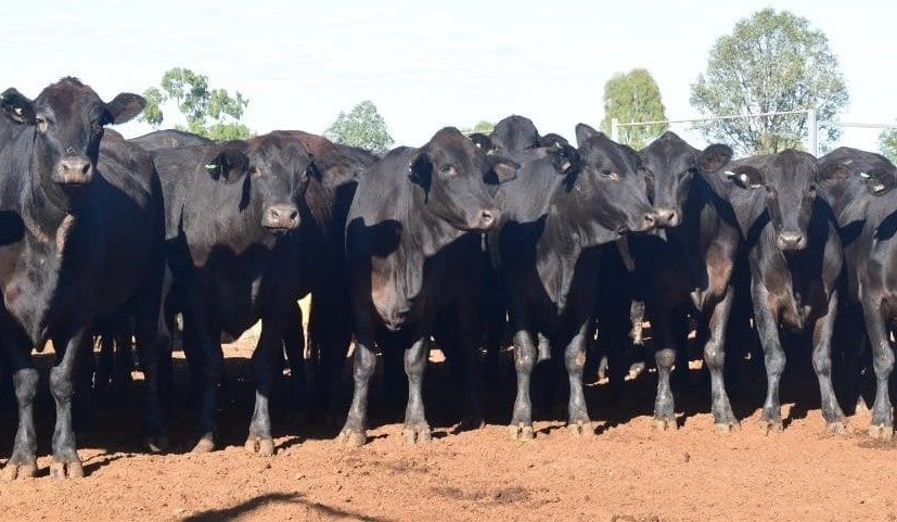 Short weeks fail to temper online cattle vendor expectations