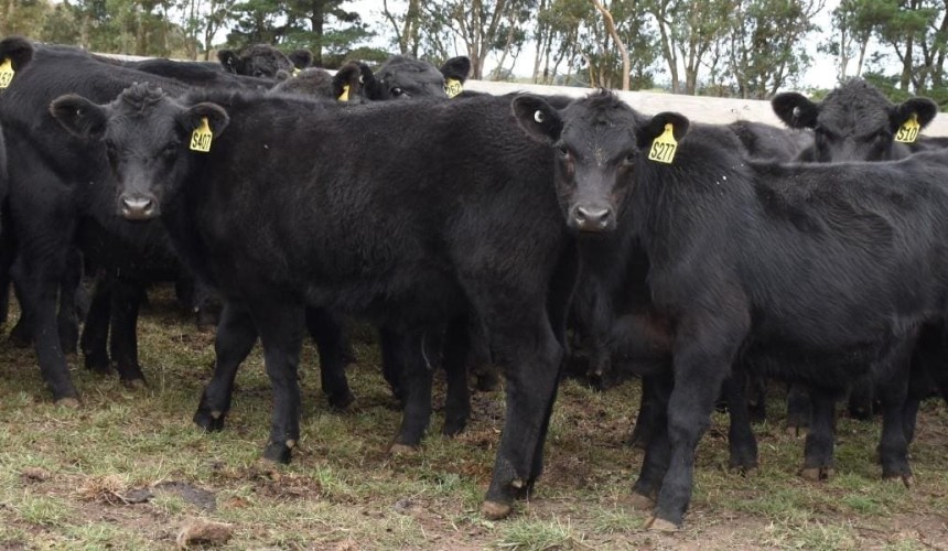 Surge in listings on AuctionsPlus, after sequence of short weeks  
