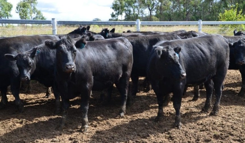 Prices see-saw in larger 17,848 head AuctionsPlus offering