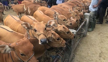 FMD spreads to Bali