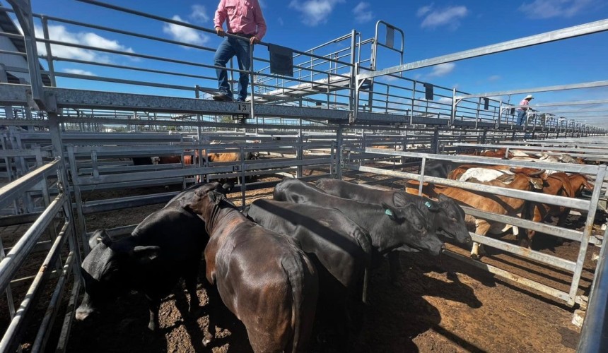 Feeder steers dearer in places at CQLX Gracemere