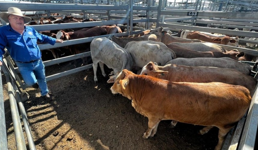 Steer price peaks at 838c/kg amid strong buyer interest at CQLX
