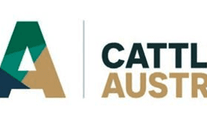 SFOs to vote on Cattle Australia constitution
