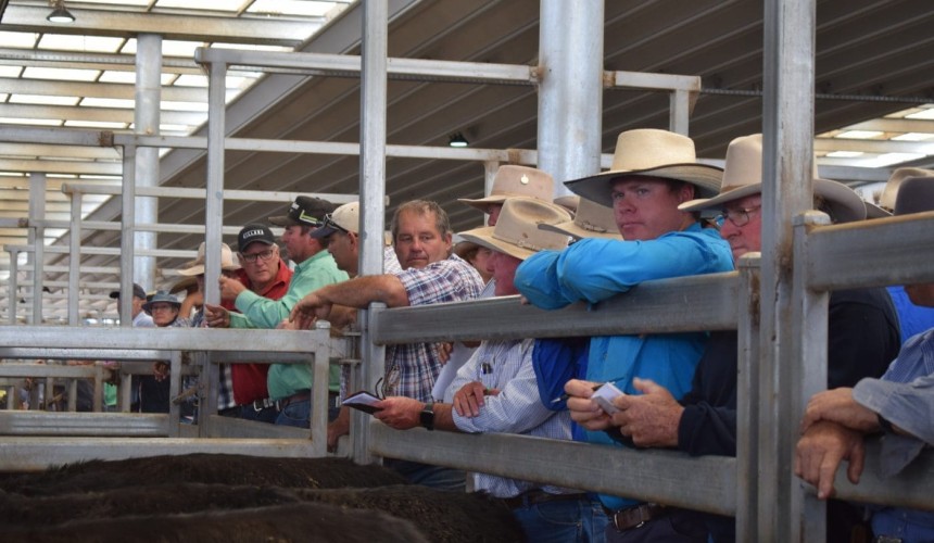 Sale delays build up to record-breaking 7000 head Tamworth yarding