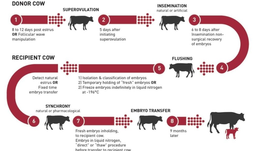 Weekly Genetics Review:  Building a new model for ET in Australia