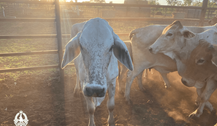 71yo charged over alleged theft of 1200 head of cattle