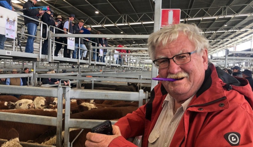 Little change in strong Ballarat store cattle prices