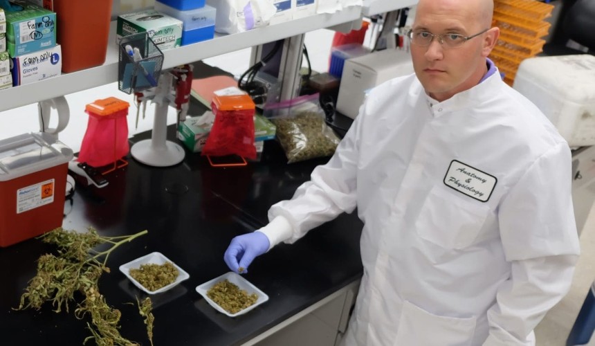 Veterinary research finds ‘de-stressing benefit’ from feeding cattle industrial hemp