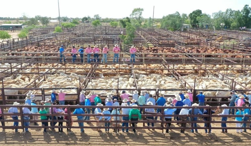 Report highlights the social value of saleyards