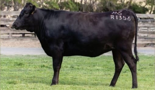Seedstock industry records fall, as buying frenzy emerges for Wagyu genetics