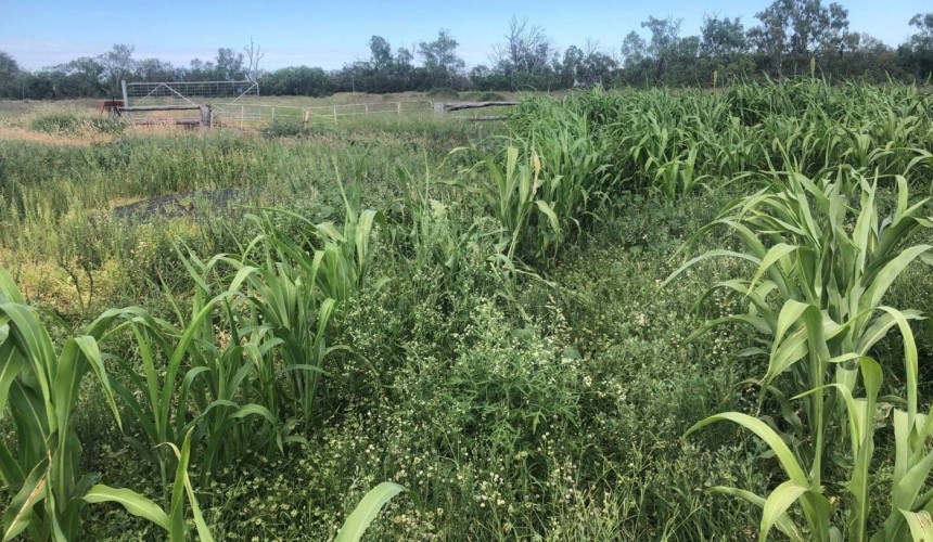 NSW DPI manages major parthenium infestation at Croppa Creek