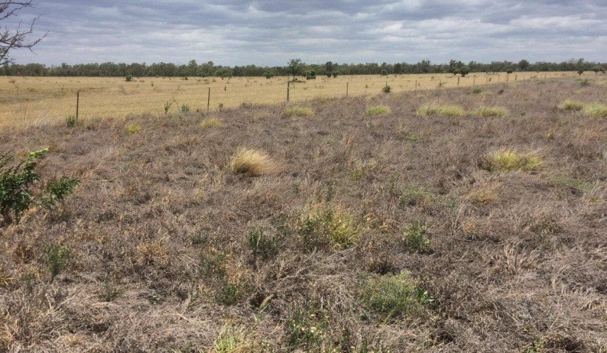 New app to help in fight against pasture dieback