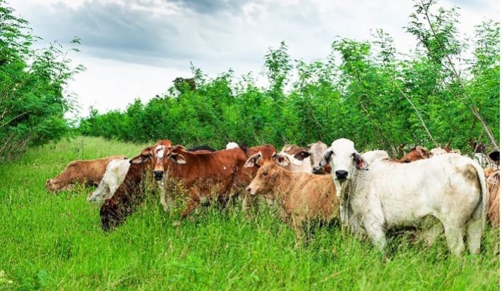Redlands Leucaena’s stalled rollout