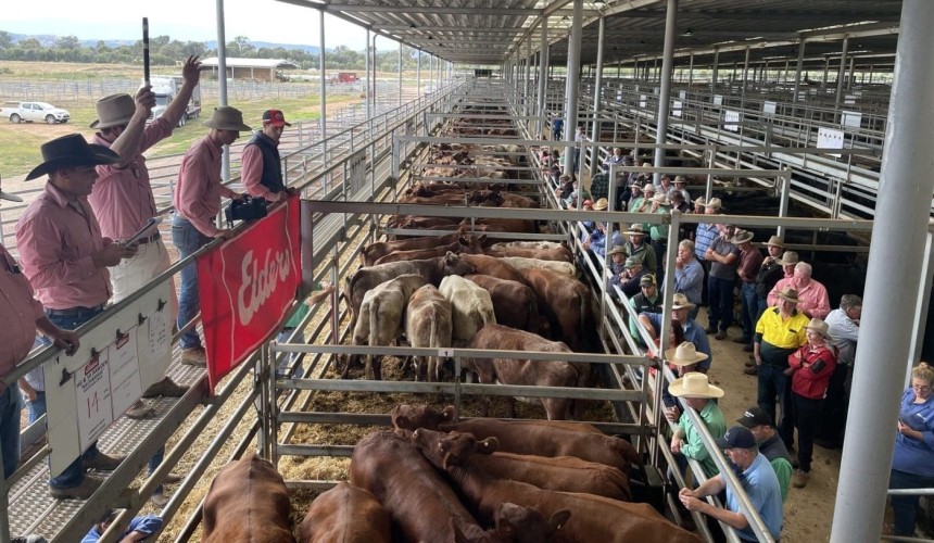 NVLX Wodonga 23 May 2023:  Export demand weakens