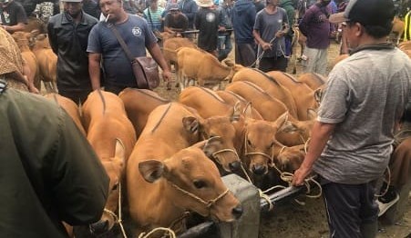 The quiet commerce of a cattle market in Bali