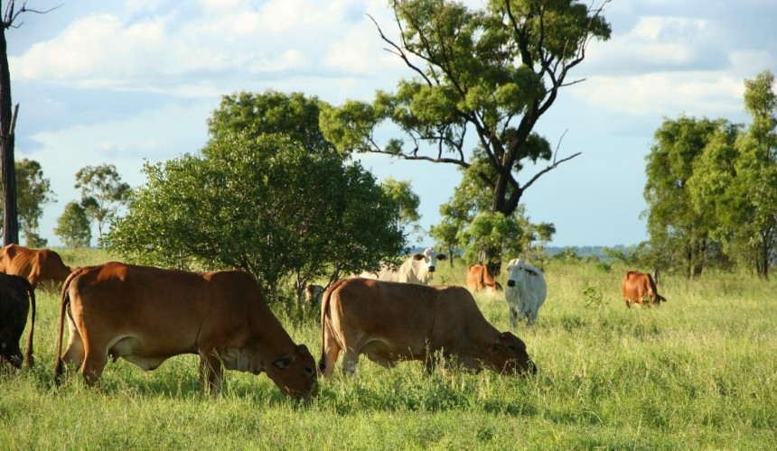 +$50m anticipated for choice Isaac River aggregation
