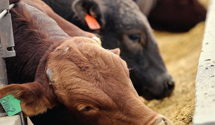 Testing prompts calls for USDA to strengthen “Raised Without Antibiotics” claims
