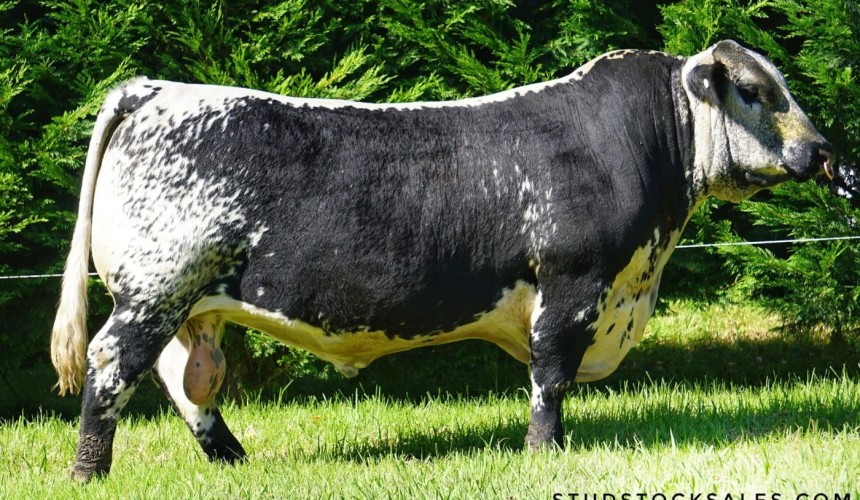 Speckle Park bull sells for record-breaking $100,000