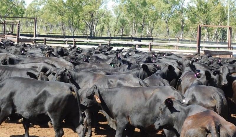 Young steer and heifer prices slide in 18,656 head online offering