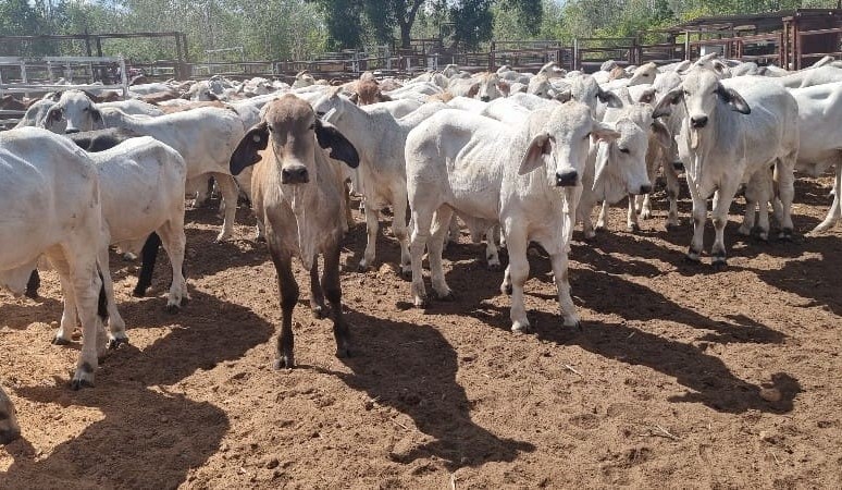 Live export market: Charters Towers to handle 36,000 cattle by end of March