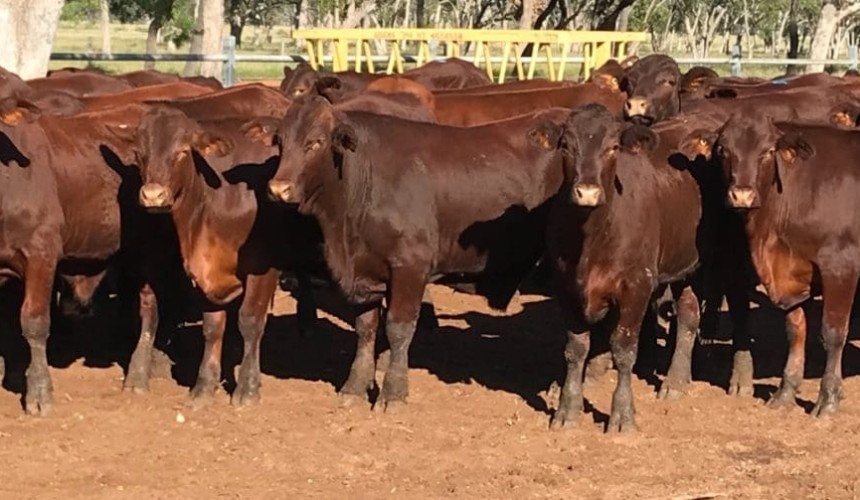 Young steer and heifer categories trend higher in 19,500 head online offering
