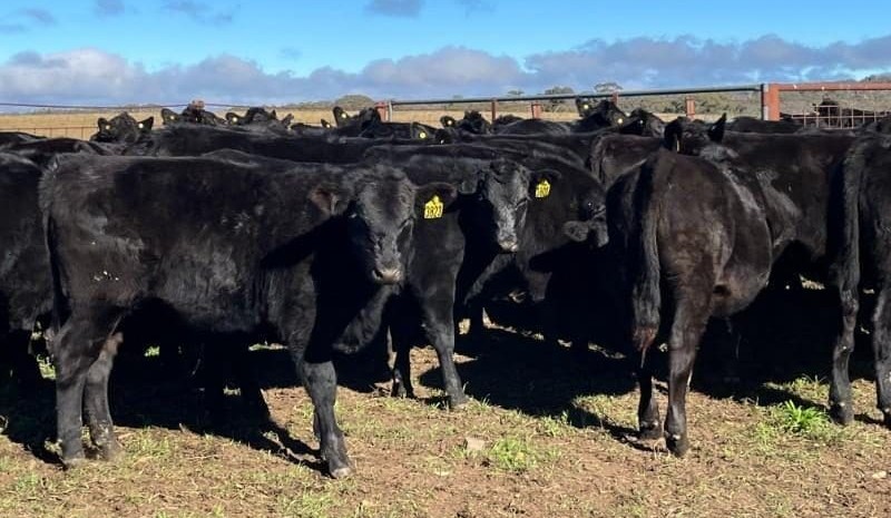 Records fall for F1 backgrounders as Barraba vendor takes calculated marketing gamble