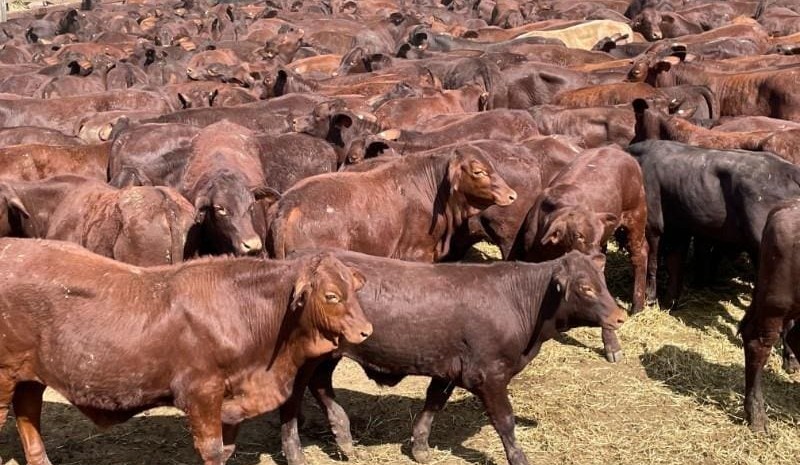 Young steers and heifers lose ground in 20,333 head AuctionsPlus offering