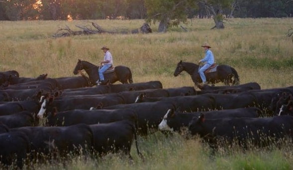 CSIRO report backs ag-based carbon methodologies