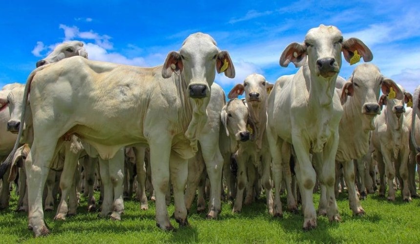 Five signs the national beef herd is rebuilding