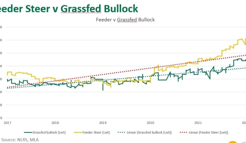 Discussion: Are QLD’s traditional grassfed bullocks under threat of becoming dinosaurs?