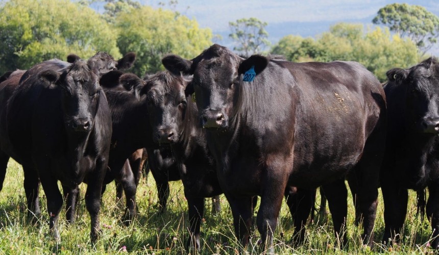 Southern cattle producers urged to convert surplus grass into cash