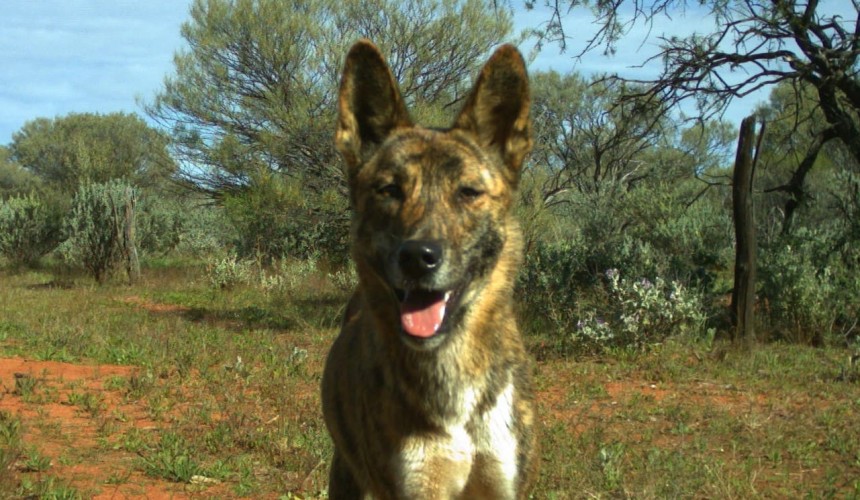 NSW Farmers fear wild dogs swarming across State lines